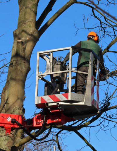 Wycinka drzew Oława, Wrocław, Strzelin, Brzeg, Siechnice i pobliskie miejscowości